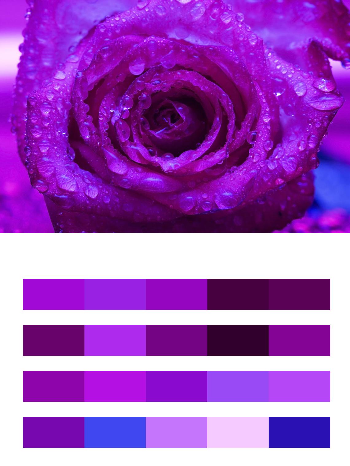 Фиолетовая роза цвета