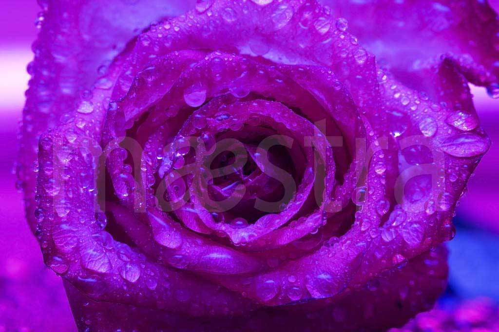 Фотообои Фиолетовая роза