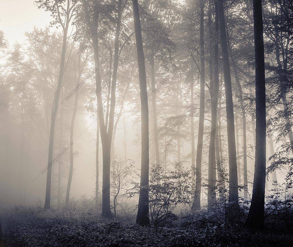 Фотообои Туман и лес